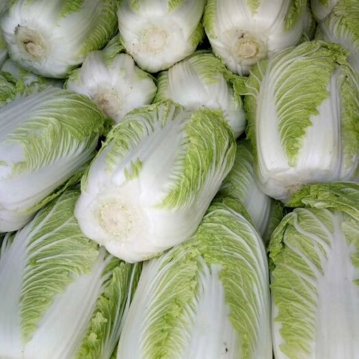 昌邑市黄心大白菜  87-114白菜 通货 净菜