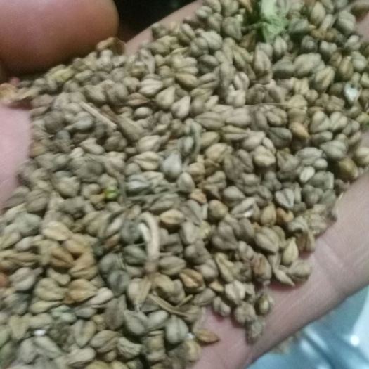 威宁县苦荞