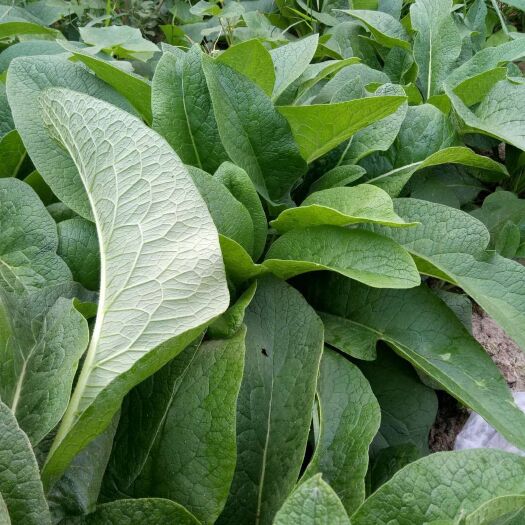 郓城县俄罗斯饲料菜种子  聚合草菜根养猪专用