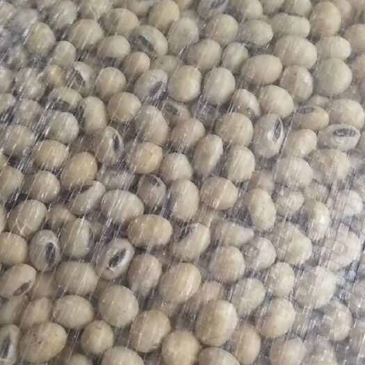 嘉祥县黄大豆  大颗粒，高蛋白，黑脐黄豆！