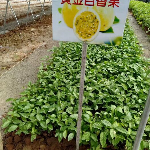 灵山县黄金百香果苗