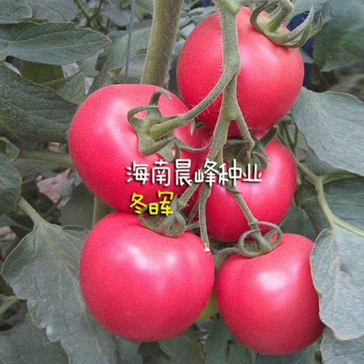 海口红果番茄种子 ≥95% 杂交种 ≥90% 