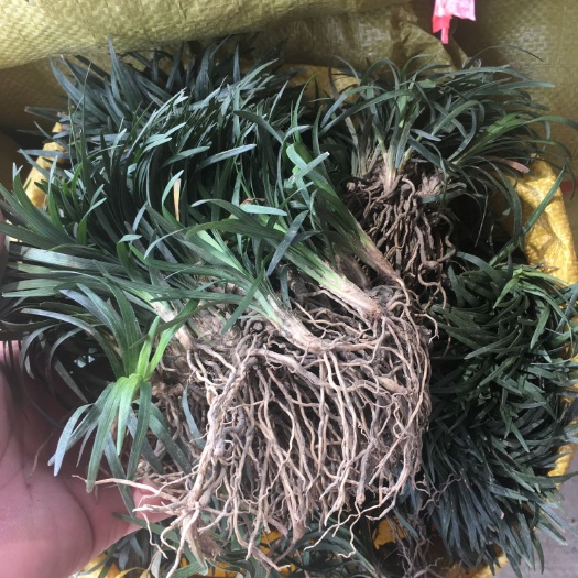 句容市玉龙草 