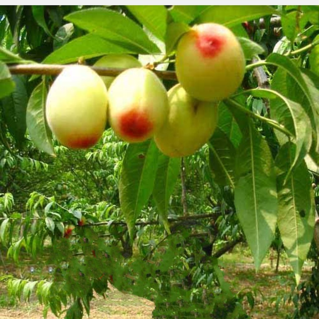 嫁接桃树苗 1~1.5米 