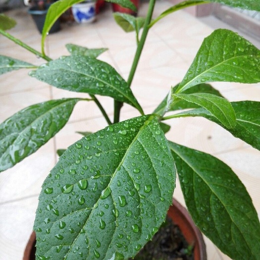 灵山县南非叶苗