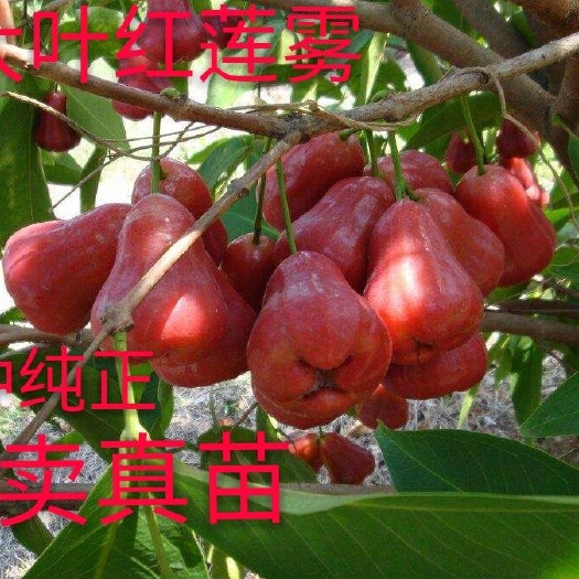 灵山县大叶红莲雾苗 