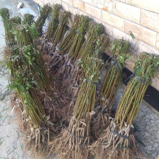 连平县鹰嘴蜜桃苗  连平鹰嘴桃苗