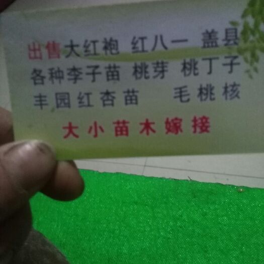 绥中县大红袍李子苗 