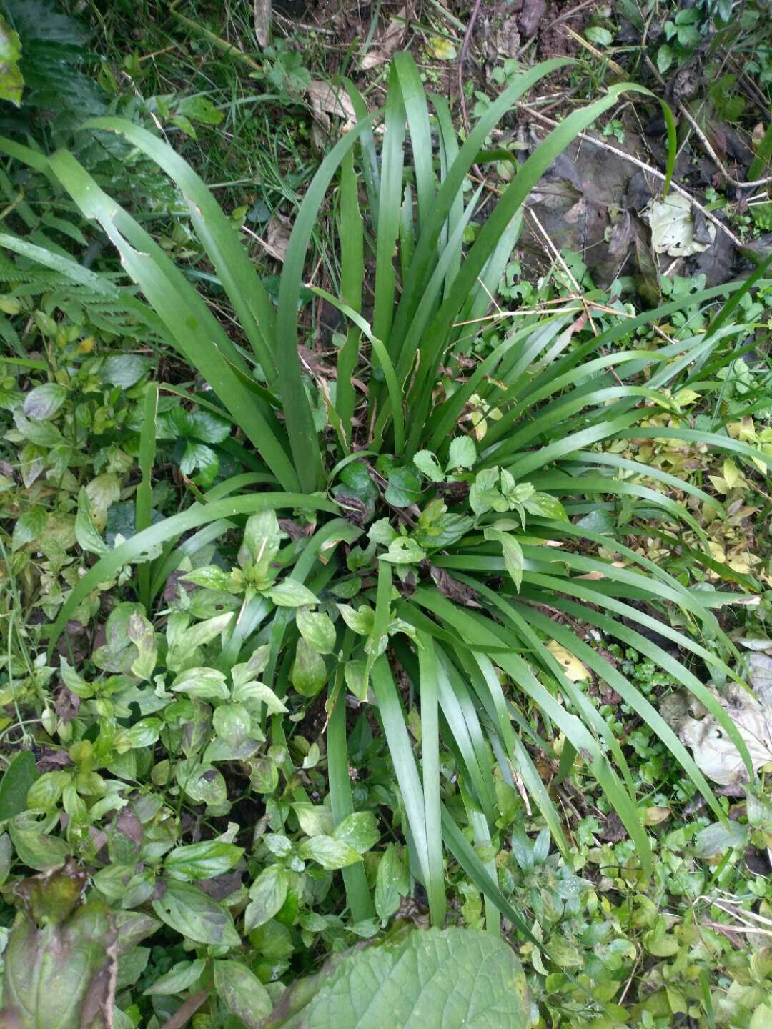 石菖蒲   中药材菖蒲苗