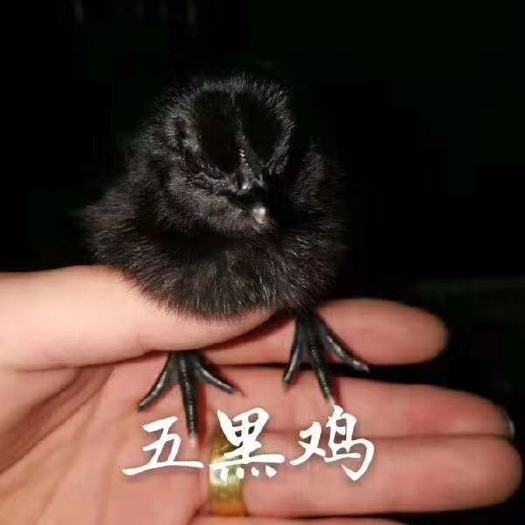 沭阳县五黑鸡苗 统货