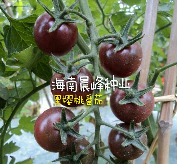 西红柿种子  红果番茄种子 ≥98% 杂交种 ≥90%