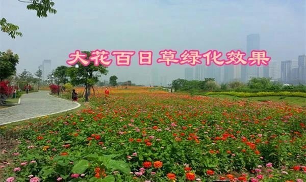 郓城县百日草种子 