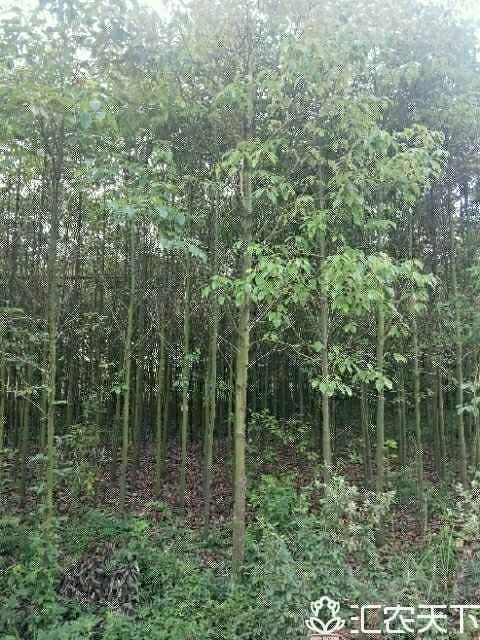 武汉全冠香樟