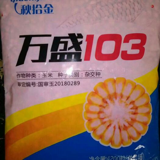 宿州玉米苗 万盛103玉米种