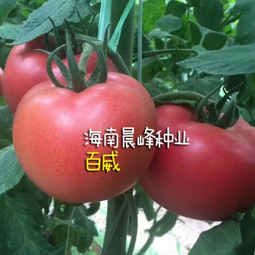 海口粉果番茄种子 ≥95% 杂交种 ≥85% 