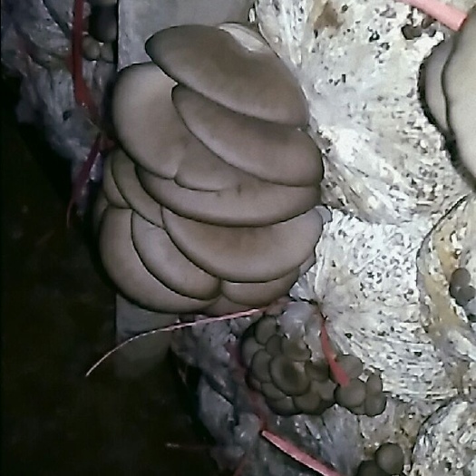临漳县蘑菇 箱装 半年