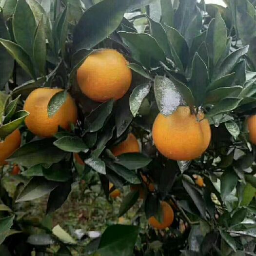 麻阳县 麻阳冰糖橙