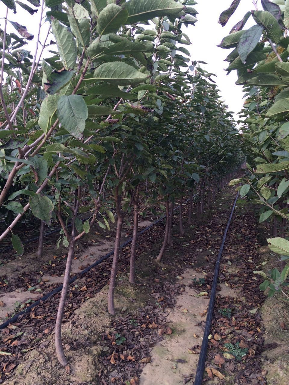 矮化樱桃苗 吉塞拉矮化系列，品种纯正，规格标准