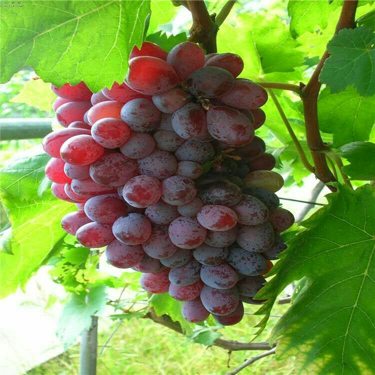 冰美人葡萄苗 