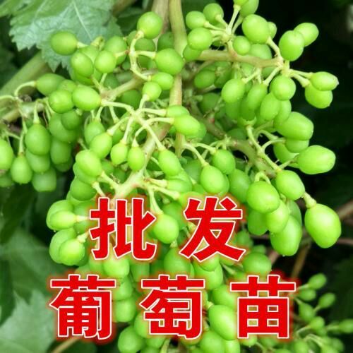 平邑县巨峰葡萄苗 