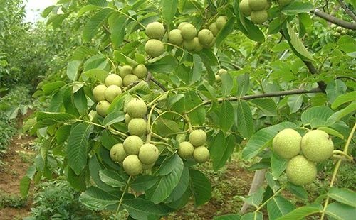 泰安 基地直供香玲，辽核，8518，薄皮核桃苗
