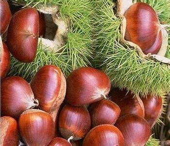 平邑县大红袍板栗苗 嫁接苗 1.5~2米 