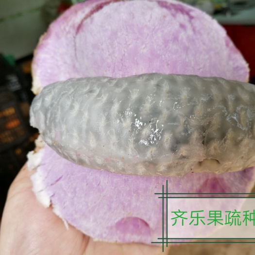 鄱阳县八月瓜苗  三叶木通苗八月炸零售20棵起包邮