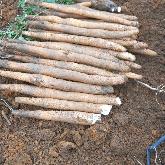 桂淮2号淮山药 70~90cm