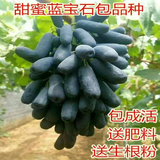 平邑县蓝宝石葡萄苗 