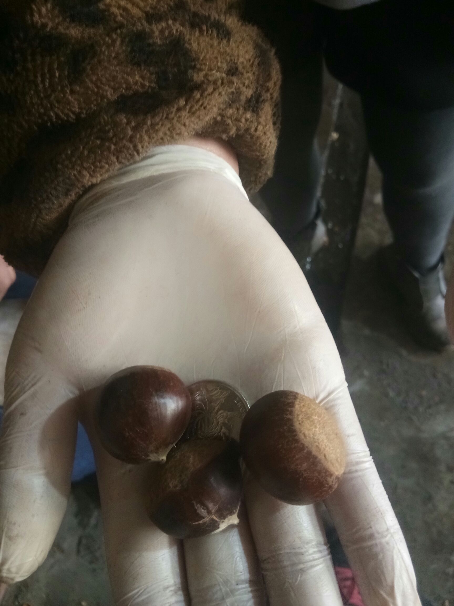 丹东板栗 油栗子适合糖炒