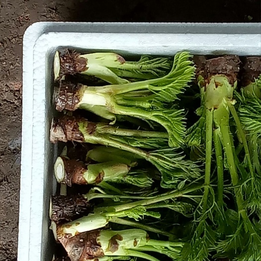 桦甸市刺老芽 箱装 大棚 鲜货 