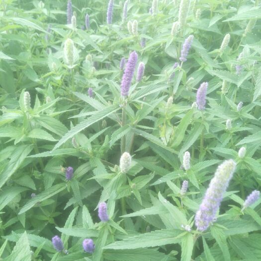 重庆市槐花蜜 塑料瓶装 2年以上 98%