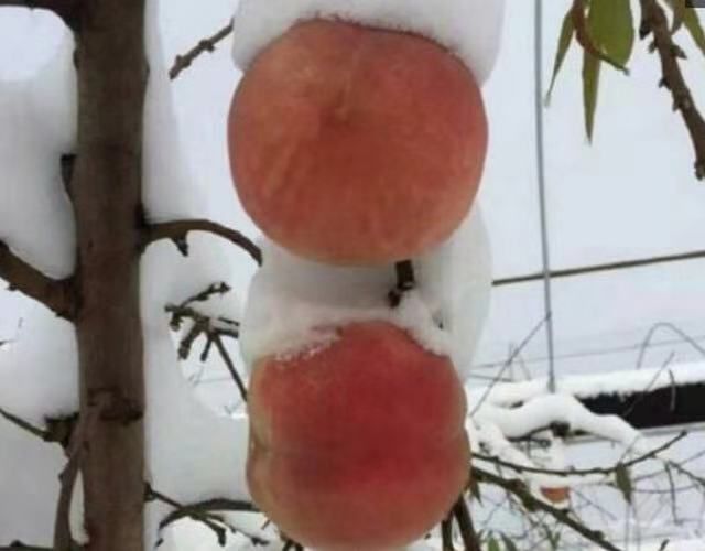 平邑县冬雪蜜桃苗 冬雪蜜桃树包品种包成活包挂果