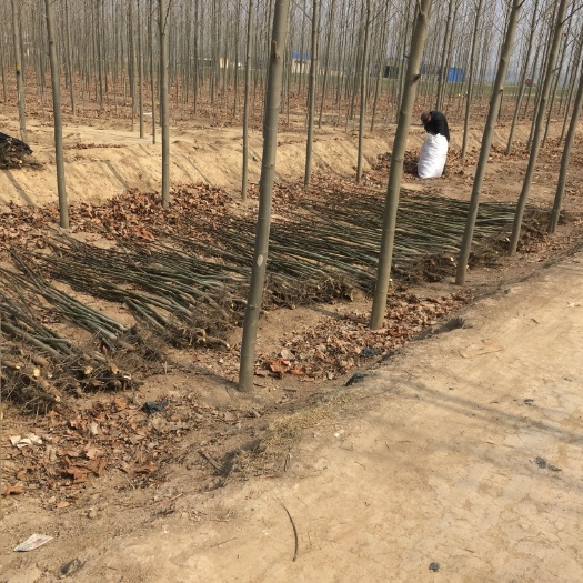 巨野县香玲核桃苗 