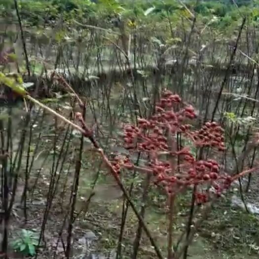 灌阳县吴茱萸 