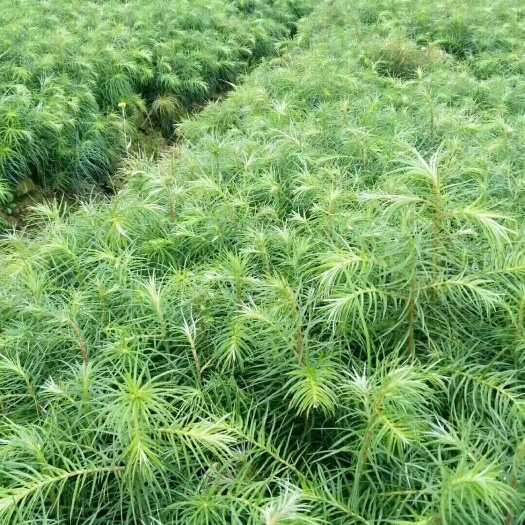 利川市杉木树苗  杉木苗，刺杉种苗，优质苗，批发价，产地直销