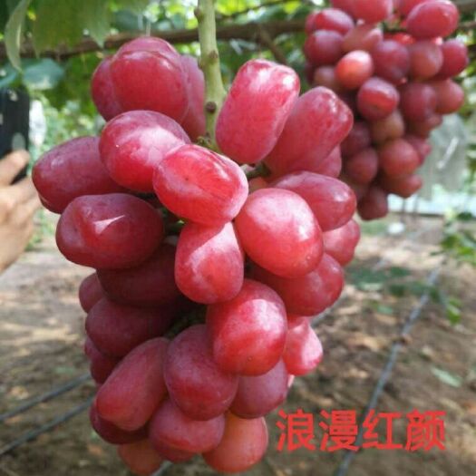 平邑县浪漫红颜葡萄苗 