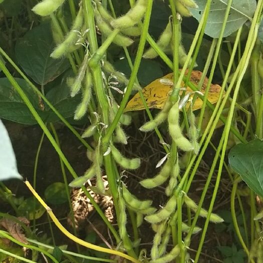 嘉祥县八月榨大豆  早熟一号大豆
选育的高产、稳产、极早熟大豆品种。早熟一号