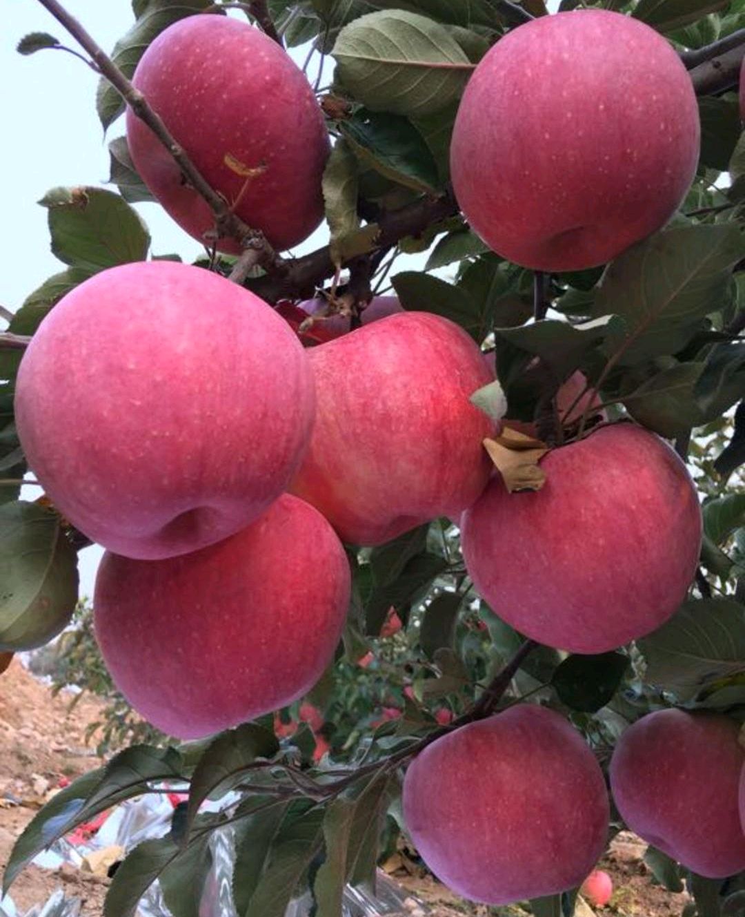 寒富苹果 75mm以上 片红 纸袋