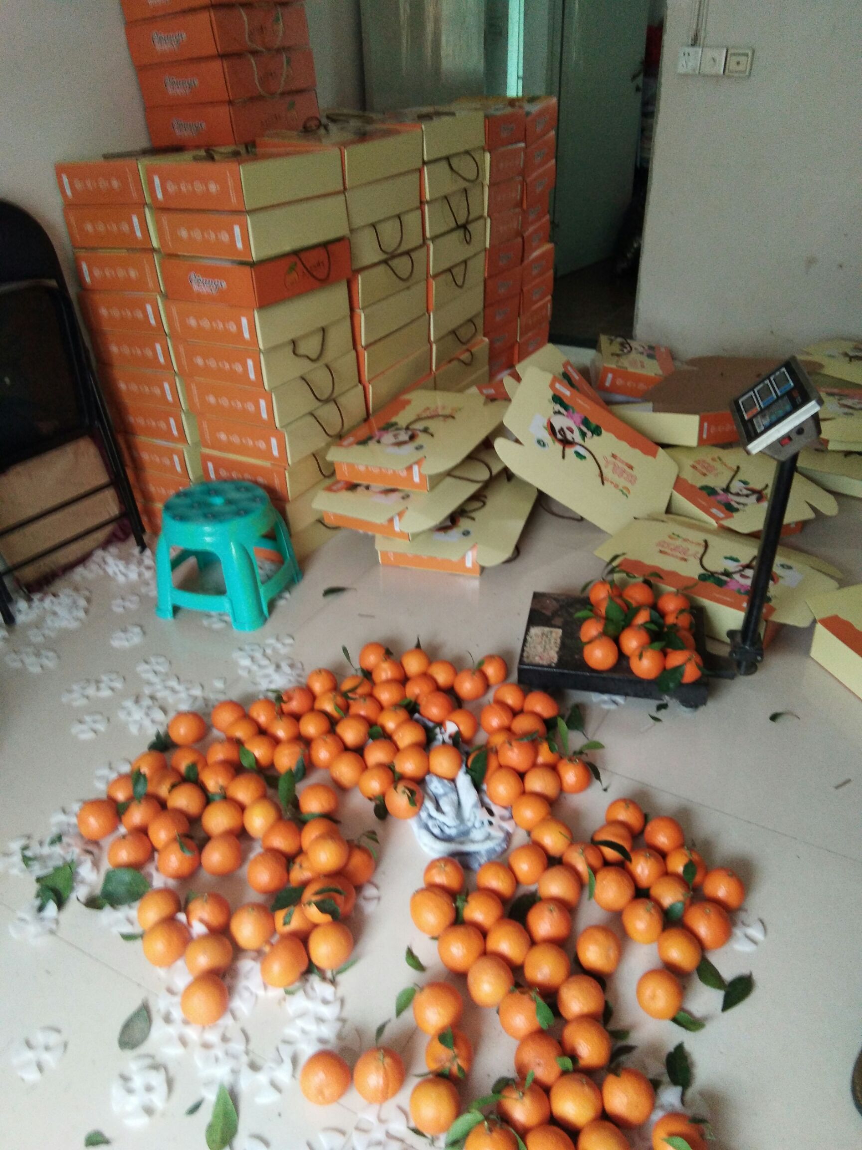 红美人柑桔 5 - 5.5cm 4两以上 