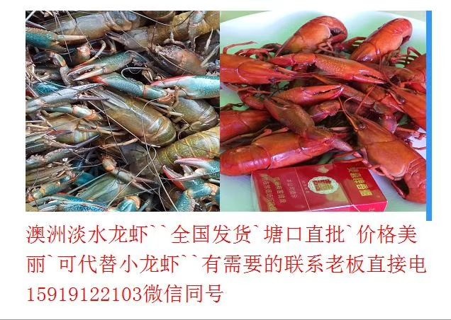 江门澳洲淡水小龙虾苗 苗