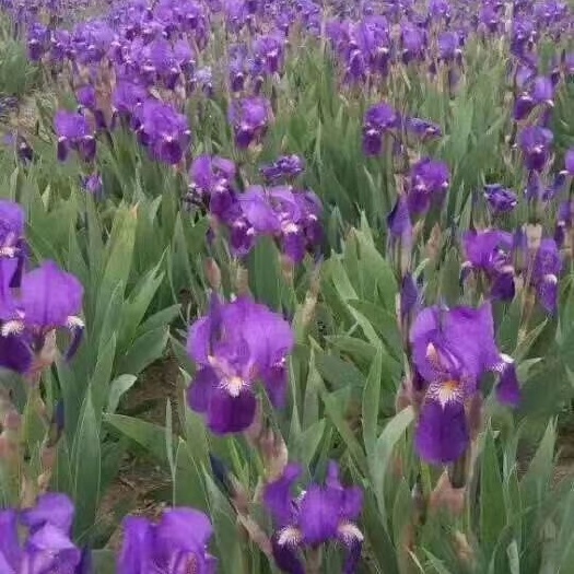 鸢尾，辽宁鸢尾价格