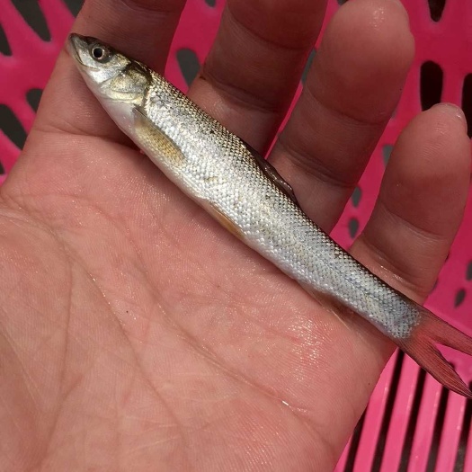 广州 银鳕鱼苗 大鳞鲃鱼苗