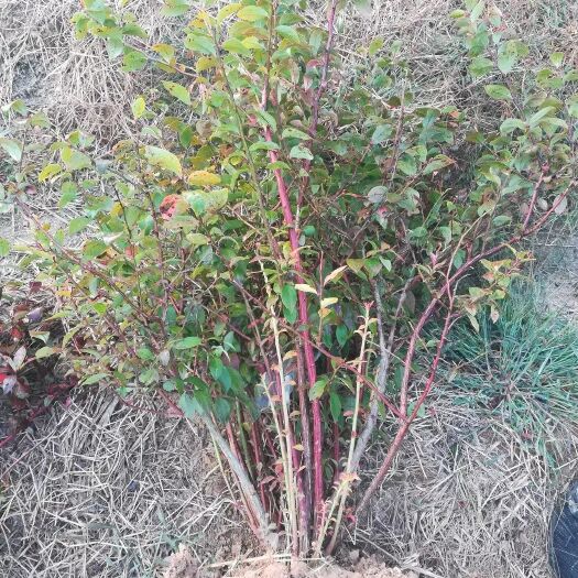 平邑县蓝丰蓝莓苗 