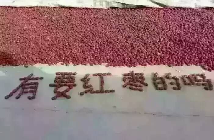 红枣片 枣圈