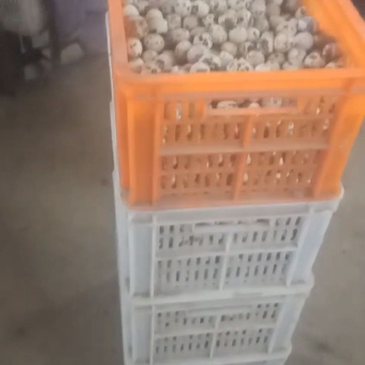 虞城县黄羽鹌鹑蛋 食用 礼盒装 