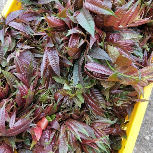 会泽县红香椿芽 9~12cm 