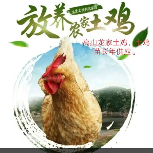 来凤县土鸡苗 