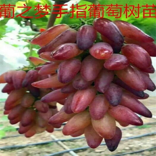 平邑县葡之梦葡萄苗 