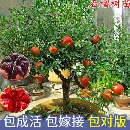平邑县突尼斯软籽石榴树苗 